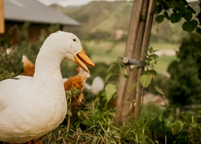 Cabina: Hoferhof Schladming -Dachstein